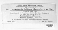 Leptosphaeria doliolum image